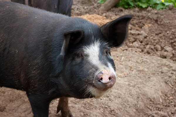 Schwein auf einem belgischen Bauernhof. — Stockfoto