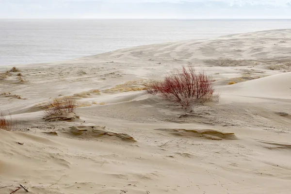 Sanddünen des russischen Teils Kurische Nehrung im Februar. — Stockfoto