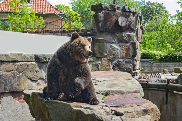 Urso castanho grande . — Fotografia de Stock