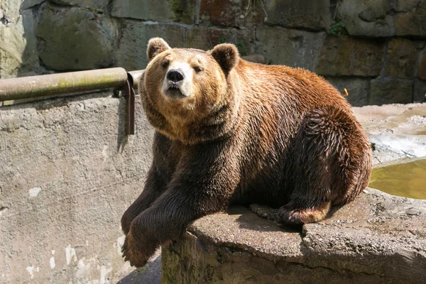 Velký medvěd hnědý. — Stock fotografie