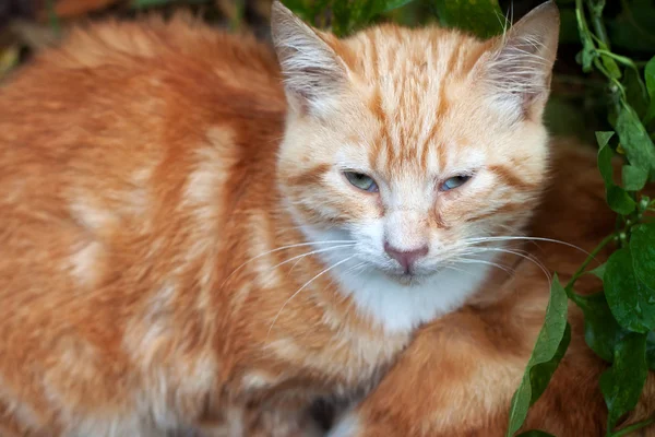 El gato jengibre . —  Fotos de Stock