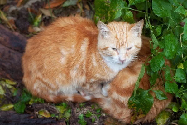 绿叶中的姜猫. — 图库照片