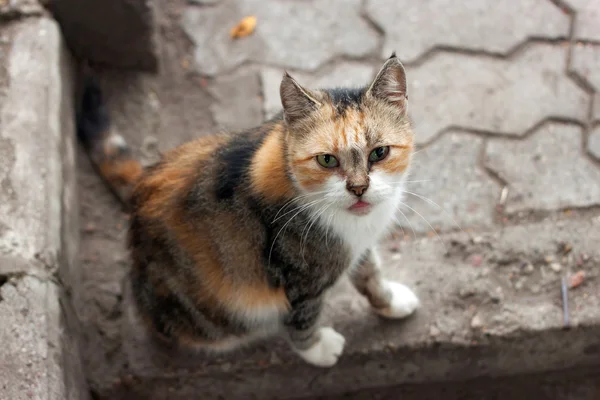 Ginger listrado gato no pavimento da cidade . — Fotografia de Stock
