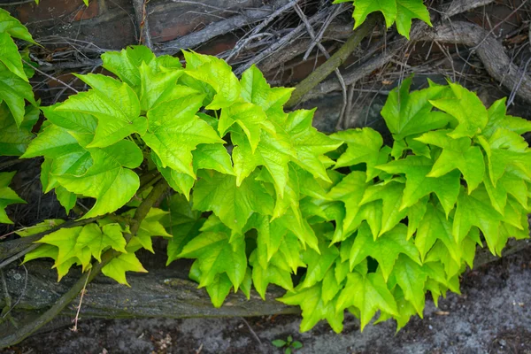 Green leaves in the gray branches. — Stock Photo, Image