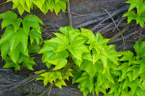 Зелене листя в сірий гілки. — стокове фото