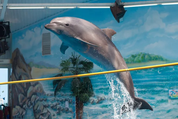 Delfino che salta sopra un bastone . — Foto Stock