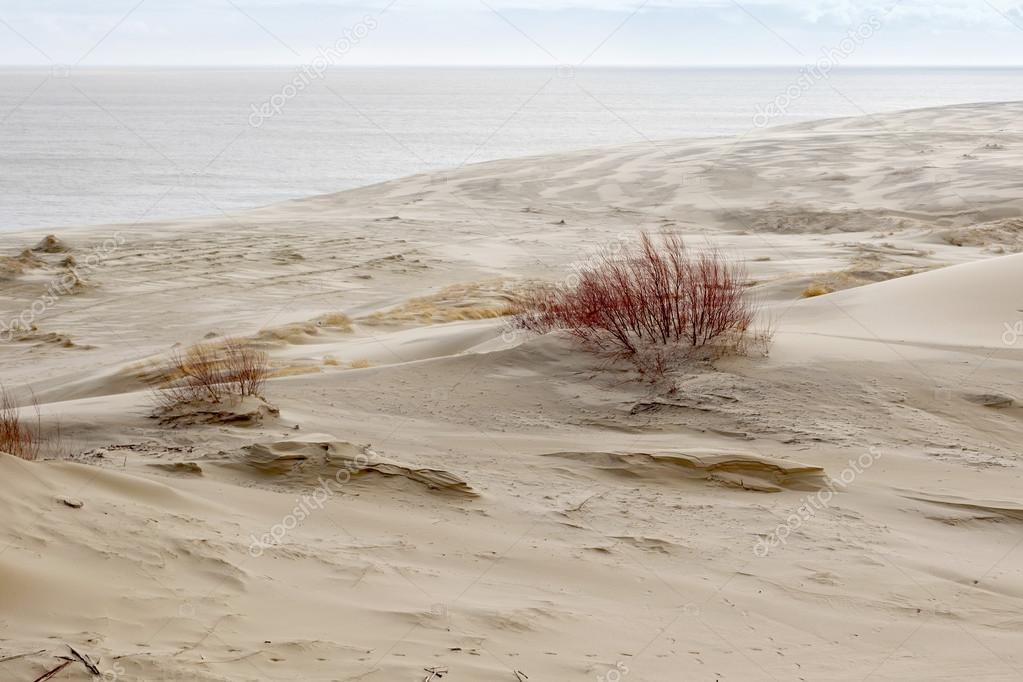 Sand dunes of the russian part Curonian Spit in february. 