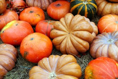Kabaklar Ekim için bir dekorasyon olarak sonbahar tatil.