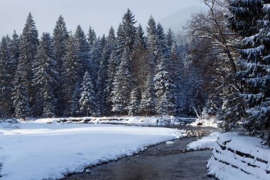 Snowy orman ve nehir.