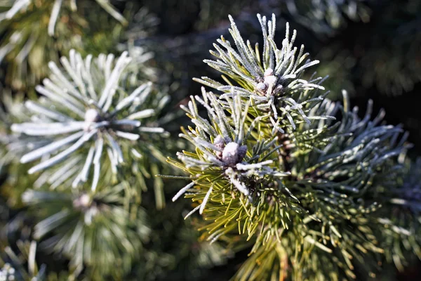 Herdem yeşil iğne yapraklı dallar.