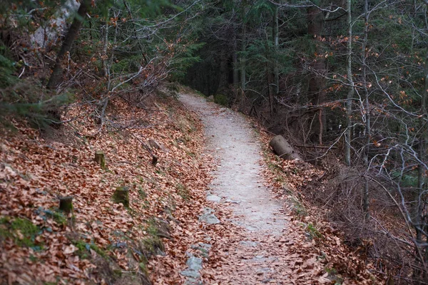 Le chemin étroit . — Photo