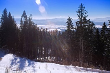 Karlı kış ormanı.