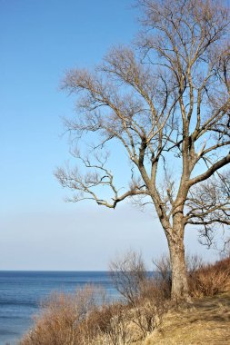 Bahar zamanında Zelenogradsk (Cranz) beldesinin eğimi üzerinde çıplak ağaç. 