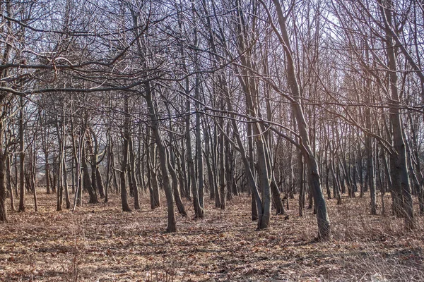 Nagie drzewa w parku miasta Zelenogradsk (Cranz) wiosną. — Zdjęcie stockowe