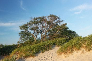 Yeşil ağaç kumlu bir plaj yamacında. 
