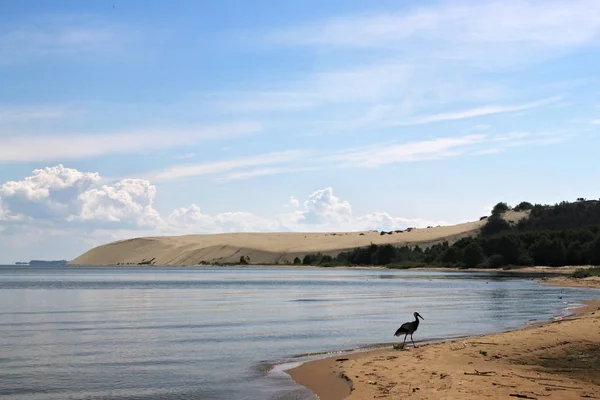 White stork in the sand beach of the Curonian lagoon near Morskoe (Pillkoppen) village. — Stock Photo, Image