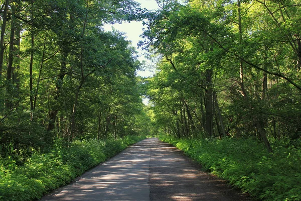 Vieille route dans la forêt verte . — Photo