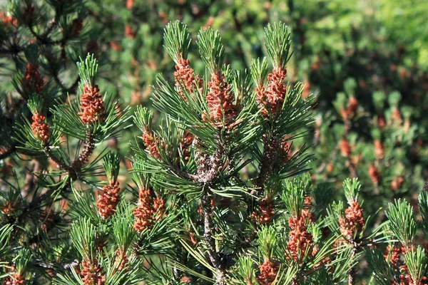 Strobili of the young pines in coniferous forest. — Stock Photo, Image