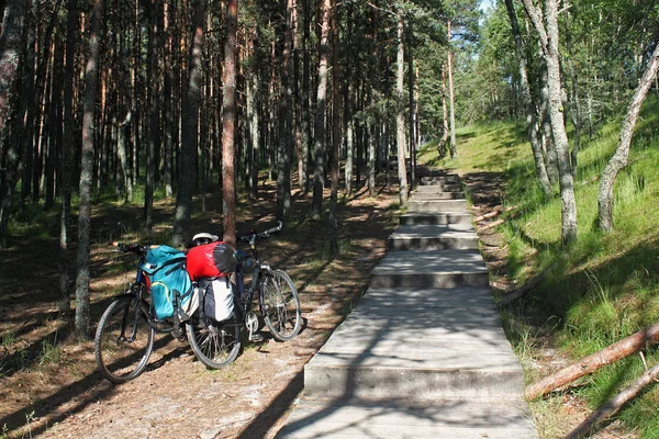 Bicicletas cerca de camino de madera en el bosque de la saliva curónica . — Foto de Stock