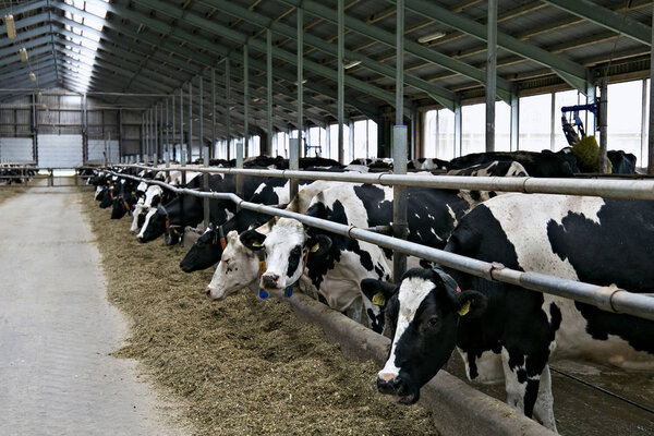 Cows in a stable.