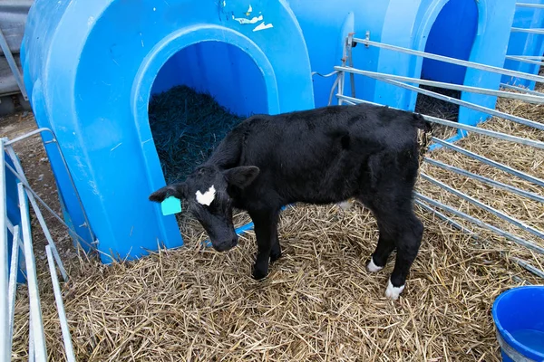 Jonge stier in een kinderdagverblijf. — Stockfoto