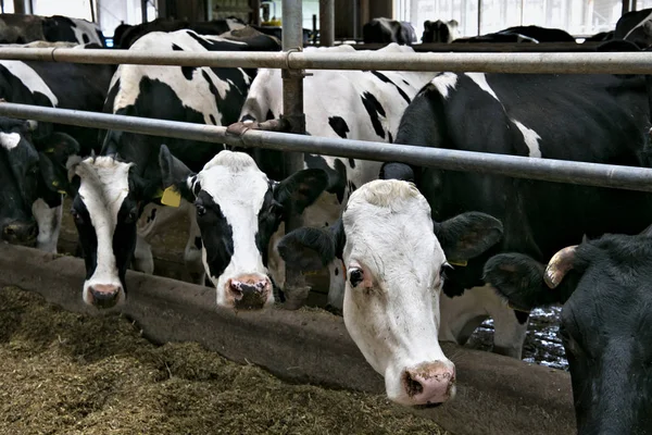 Koeien in een stal. — Stockfoto