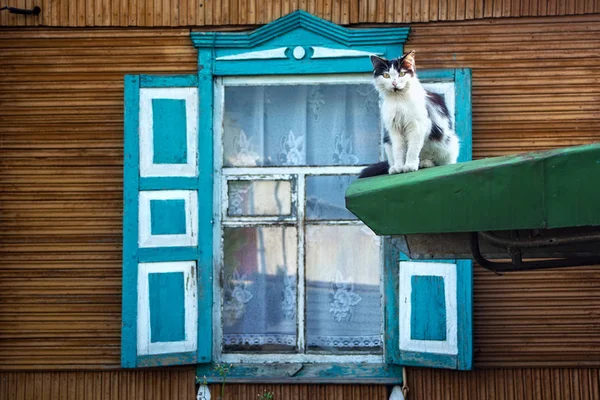 Gato branco no fundo da janela de madeira . — Fotografia de Stock