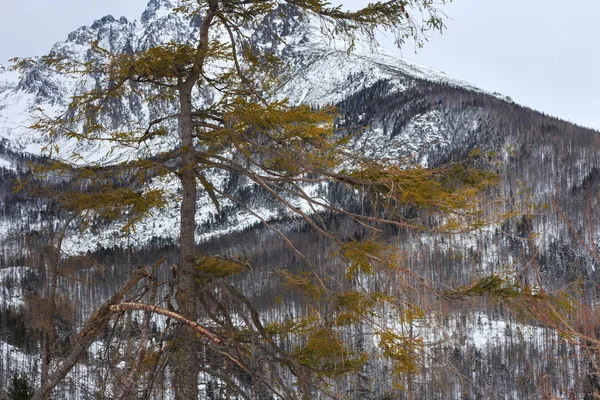 Widok drzewa iglaste na tle Tatr. — Zdjęcie stockowe