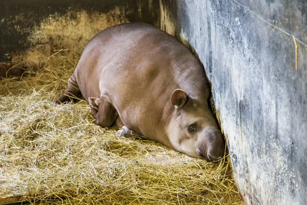 Lustiger südamerikanischer Tapir. — Stockfoto