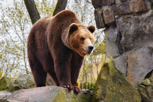 Velký medvěd hnědý v zoo. — Stock fotografie