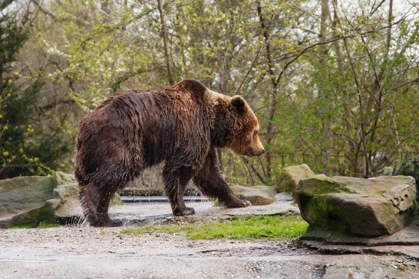 Velké mokré medvěd hnědý v zoo. — Stock fotografie