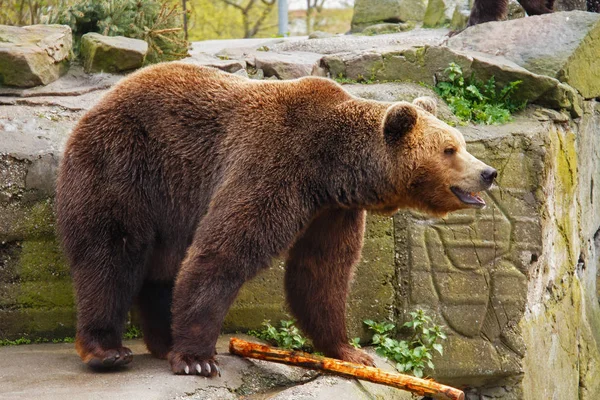 Velký medvěd hnědý v zoo. — Stock fotografie