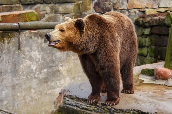 Velký medvěd hnědý v zoo. — Stock fotografie