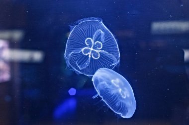 Ay denizanası (Aurelia aurita).