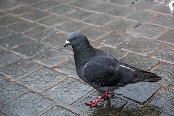 Şehrin kaldırım üzerinde ıslak rock güvercin. — Stok fotoğraf