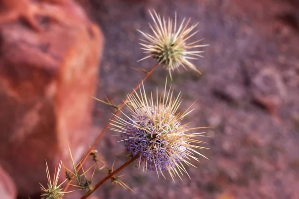 Flor espinosa planta en arena seca desierto Wadi Ron en Jordania . — Foto de Stock