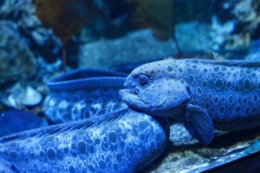 Blue wolf eel (Anarrhichthys ocellatus). clipart