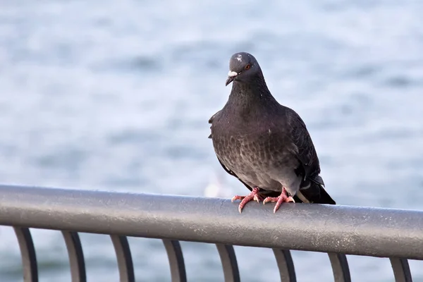 Klippduvan sitter på ett staket. — Stockfoto