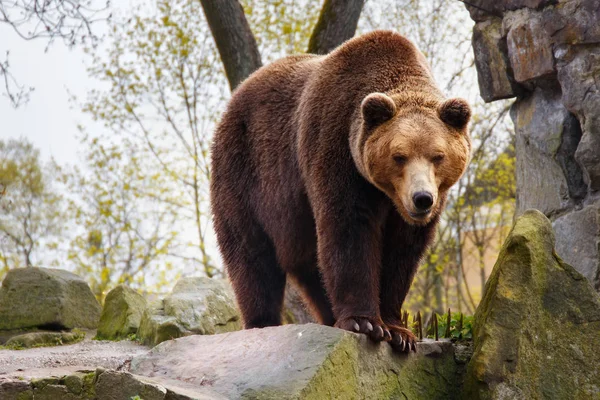 Gran oso pardo en un zoológico . — Foto de Stock