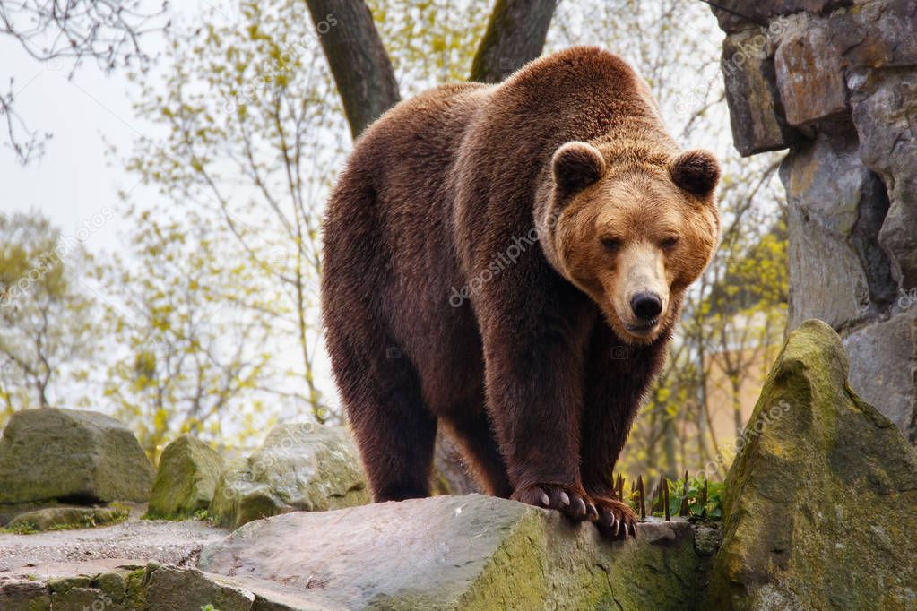 Big brown bear in a zoo.