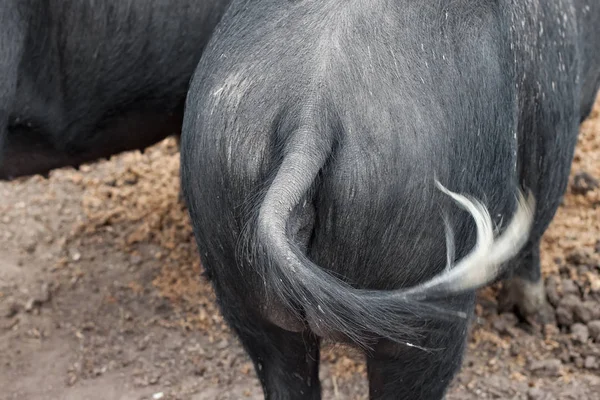 Tail of the black pig on a european farm.