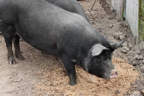 Schwarze Schweine auf einem europäischen Bauernhof. — Stockfoto