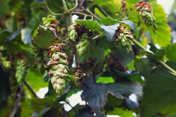 Growing green hops on a farm. — Stock Photo, Image