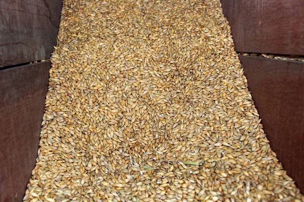 Árpa gabona sörgyártásához — Stock Fotó