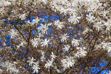 Bahçede beyaz Manolya Stellata baharda çiçek açan.