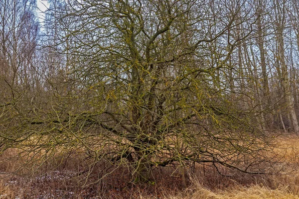 Vieux Arbres Couverts Mousse Dans Une Forêt Sauvage — Photo