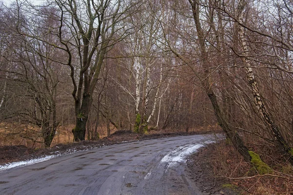 Сільська Дорога Через Ліс Залишками Снігу Ранньої Весни — стокове фото