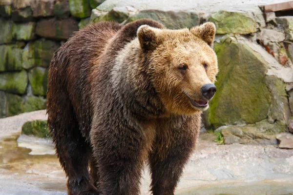 Velký Medvěd Hnědý Zoologické Zahradě Umělé Skále — Stock fotografie