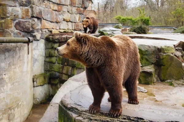 Velký Medvěd Hnědý Zoologické Zahradě Umělé Skále — Stock fotografie