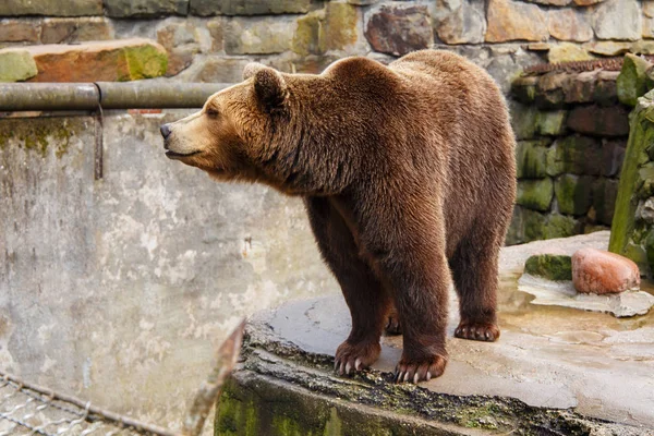 Velký Medvěd Hnědý Zoologické Zahradě Umělé Skále — Stock fotografie